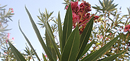 plants