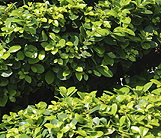hedging