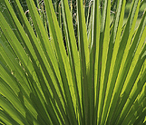foliage